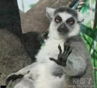 小东西口气不小啊