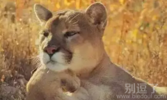 故作高深的狮子，你见过吗