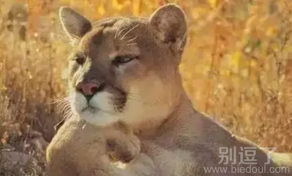 故作高深的狮子，你见过吗