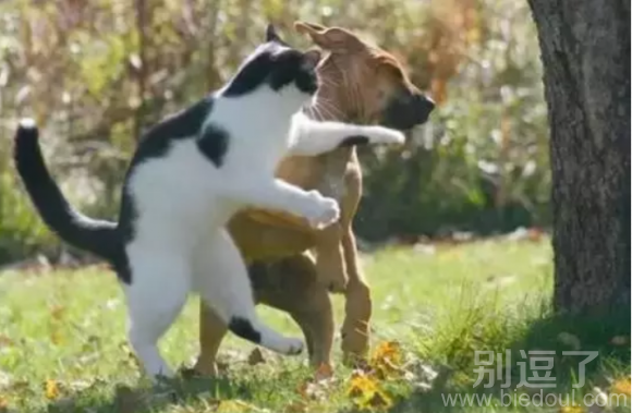 惹毛我的人狠危险