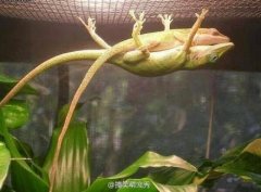 女朋友在它怀里睡着了