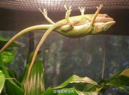 女朋友在它怀里睡着了