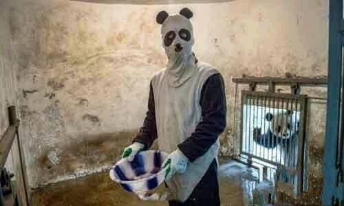 饲养员你穿成这样，熊猫都没食欲了