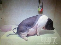 上厕所的一头猪。