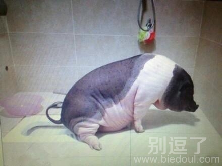 上厕所的一头猪。
