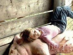睡在猪身上的小妹妹。