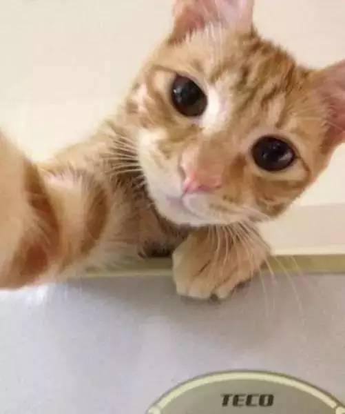 萌宠猫猫自拍集册