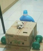 一只生无可恋的狗。 一只生无可恋的狗。