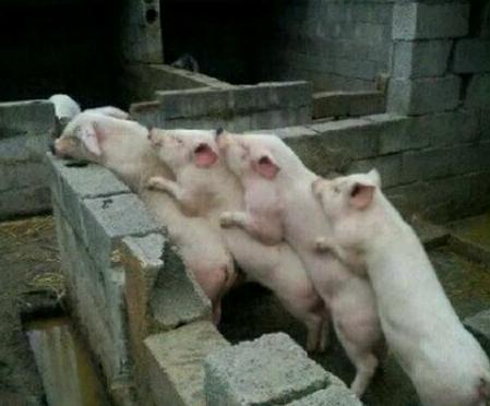 真是猪一样的队友呀 真是猪一样的队友呀