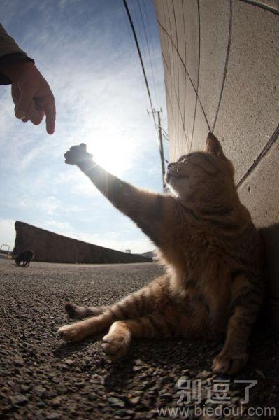 交流,喵星人与地球人。 交流,喵星人与地球人。