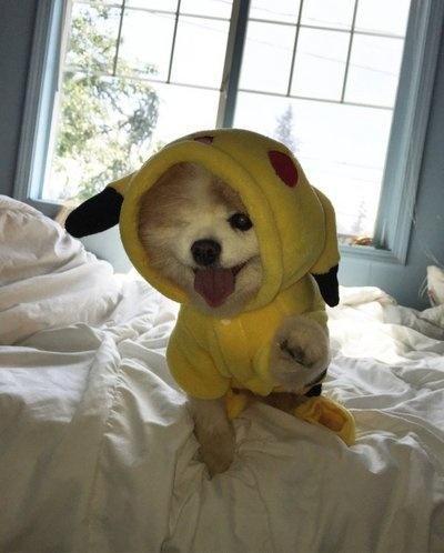 穿上衣服后的小狗。