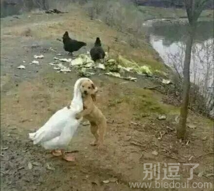 这跨越种族的爱恋