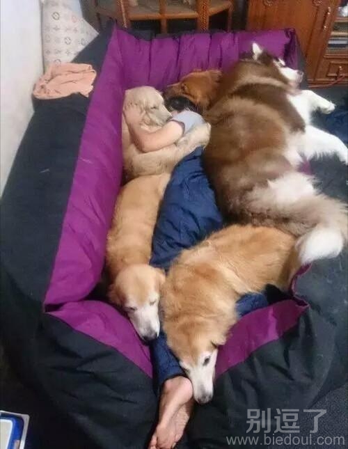 养了四只大型犬是什么体验 养了四只大型犬是什么体验