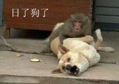 真是日了狗了。。。