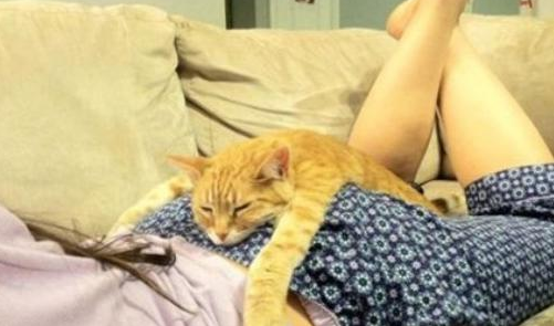 喵星人你累了，换我来！！