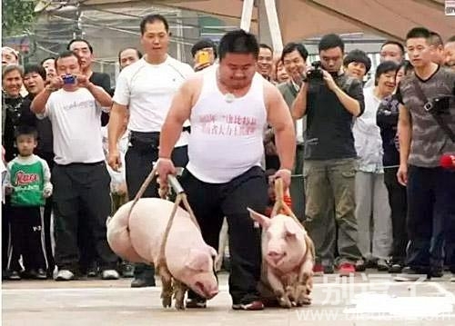 一位大哥的溜猪史。