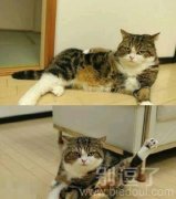 这姿势太妖娆了。 这姿势太妖娆了。