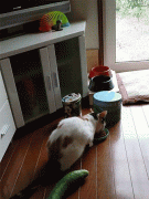 这傻猫见了一个黄瓜还能被吓着