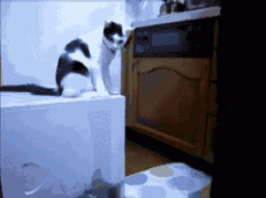 三个猫的高质量生活 三个猫的高质量生活