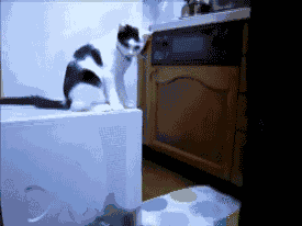 三个猫的高质量生活 三个猫的高质量生活