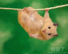 倒挂金钩，看我可爱不