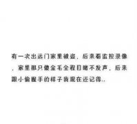 这条狗真是白养了