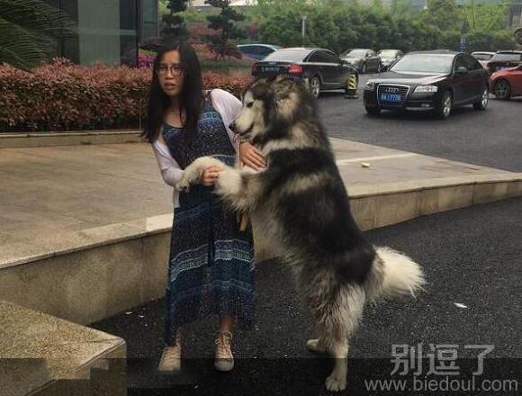 歪，幺幺零吗，我要报警，这里有只狗耍流氓