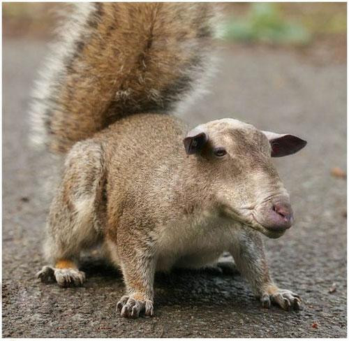 恶搞动物系列--四不像动物