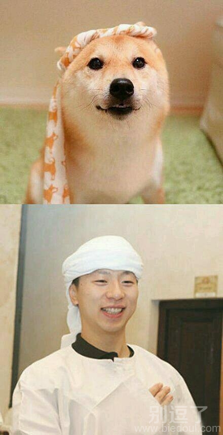 一个小狗的梦想。。