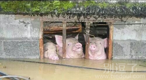 猪应该不会游泳吧 猪应该不会游泳吧