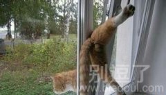 窗户上的猫 窗户上的猫