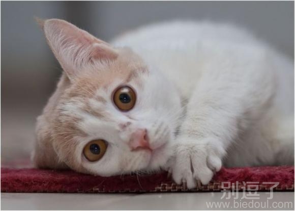 猫咪说别这样看我