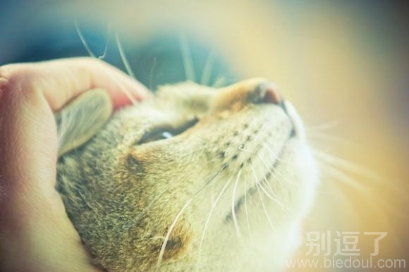 猫咪特写（辅助）
