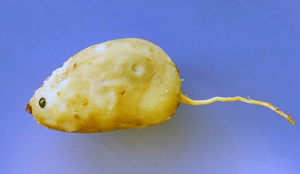 DIY创意水果蔬菜小动物