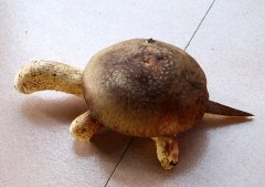 DIY创意水果蔬菜小动物