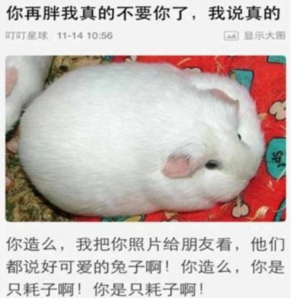 你这是一只耗子