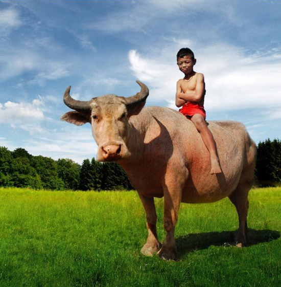 看小朋友们如何玩转动物趣图