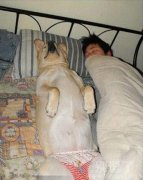 穿着裤衩的汪星人。