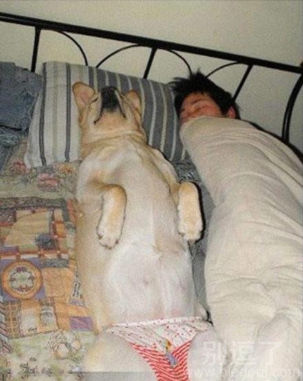 穿着裤衩的汪星人。