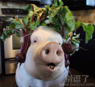小猪的发型碉堡了