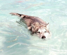 汪星人是要上天啊