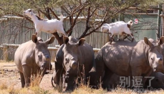 这山羊是要上天啊！
