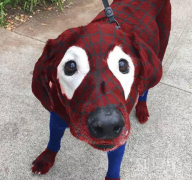 汪星人又被玩坏了 汪星人又被玩坏了