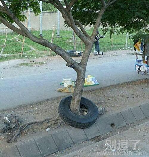 小树身上的轮胎。