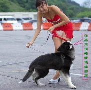汪星人