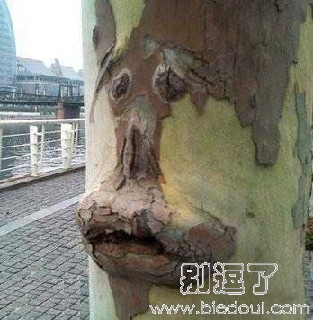 第一次见到长的如此囧的树 第一次见到长的如此囧的树