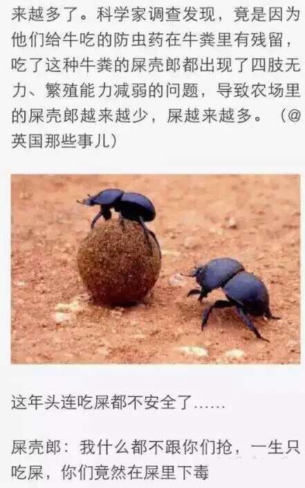 屎里下毒