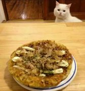 喵星人望眼欲穿的表情