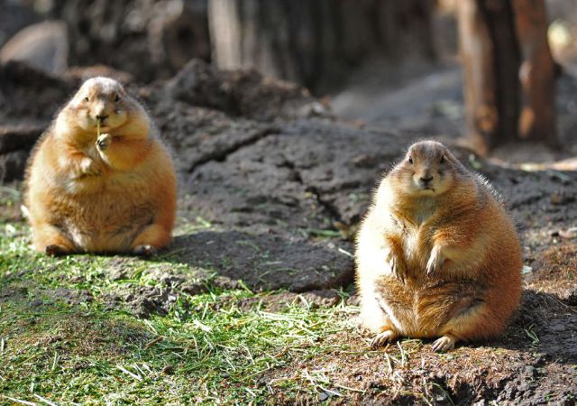 动物大合集,谁和谁是一家。