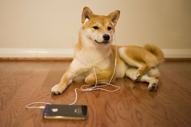 动物大合集,谁和谁是一家。